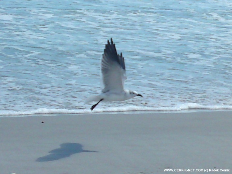 COCOA BEACH, FL. USA