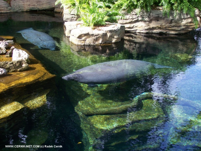 SeaWorld, FL. USA